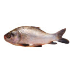Carp - Katla Fish (কাতলা মাছ - দেশি) 1kg (±)